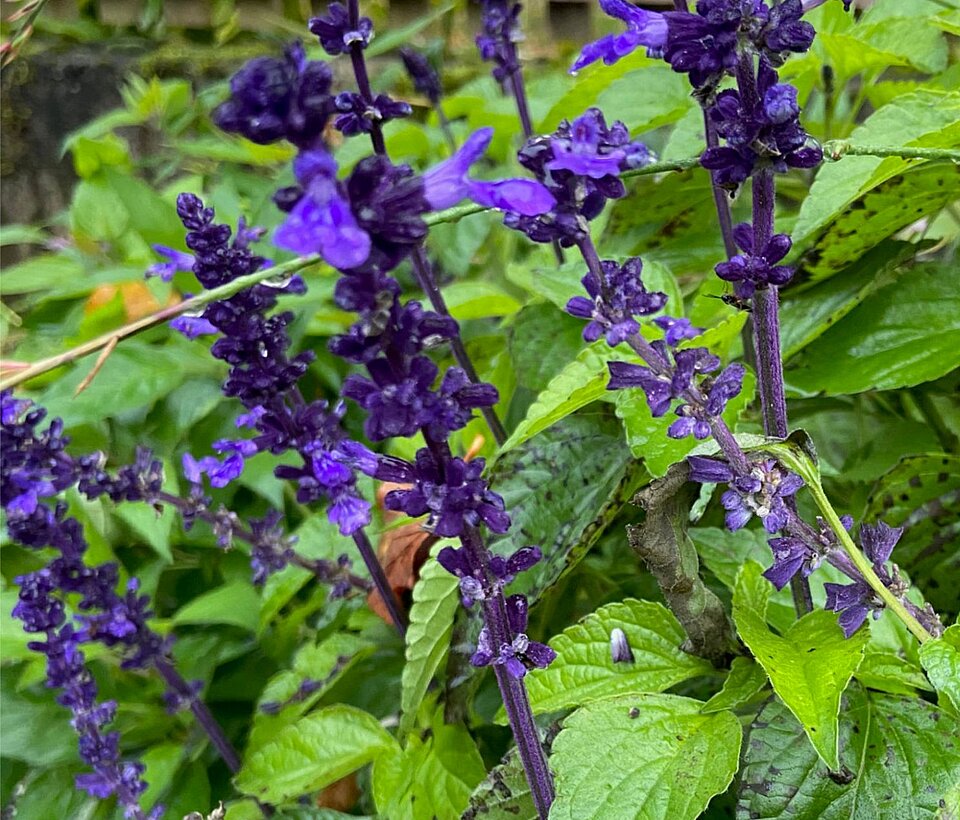Gartenpflanzen mit violetten Blüten Violette Blüten im Garten zwischen grünen Blättern