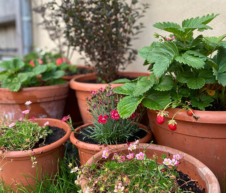 Blütenstrauch in Tontöpfen im Garten Blühender Strauch in Terrakotta-Töpfen auf Natursteinbode