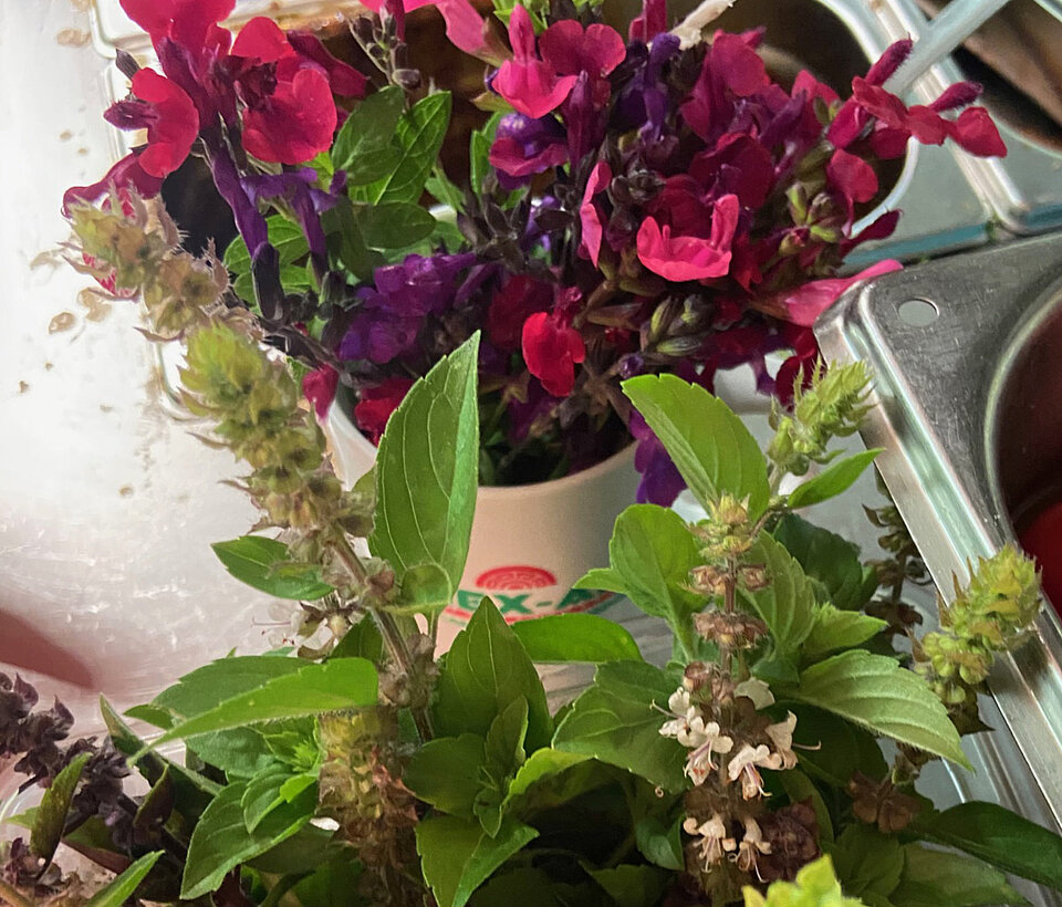 Farbenfrohe Blumen im Garten Bunte Blütenpracht mit pinken und roten Blumen im Garten