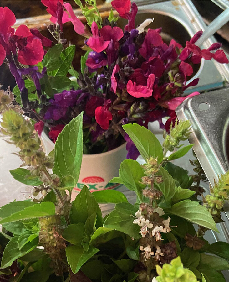 Farbenfrohe Blumen im Garten Bunte Blütenpracht mit pinken und roten Blumen im Garten