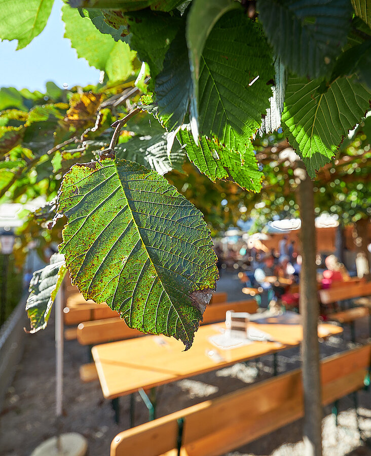 Biergarten unter Bäumen im Hotel-Landgasthof KREUZ Schattiger Biergarten mit Holzstühlen und grünem Blätterdach beim Hotel-Landgasthof KREUZ
