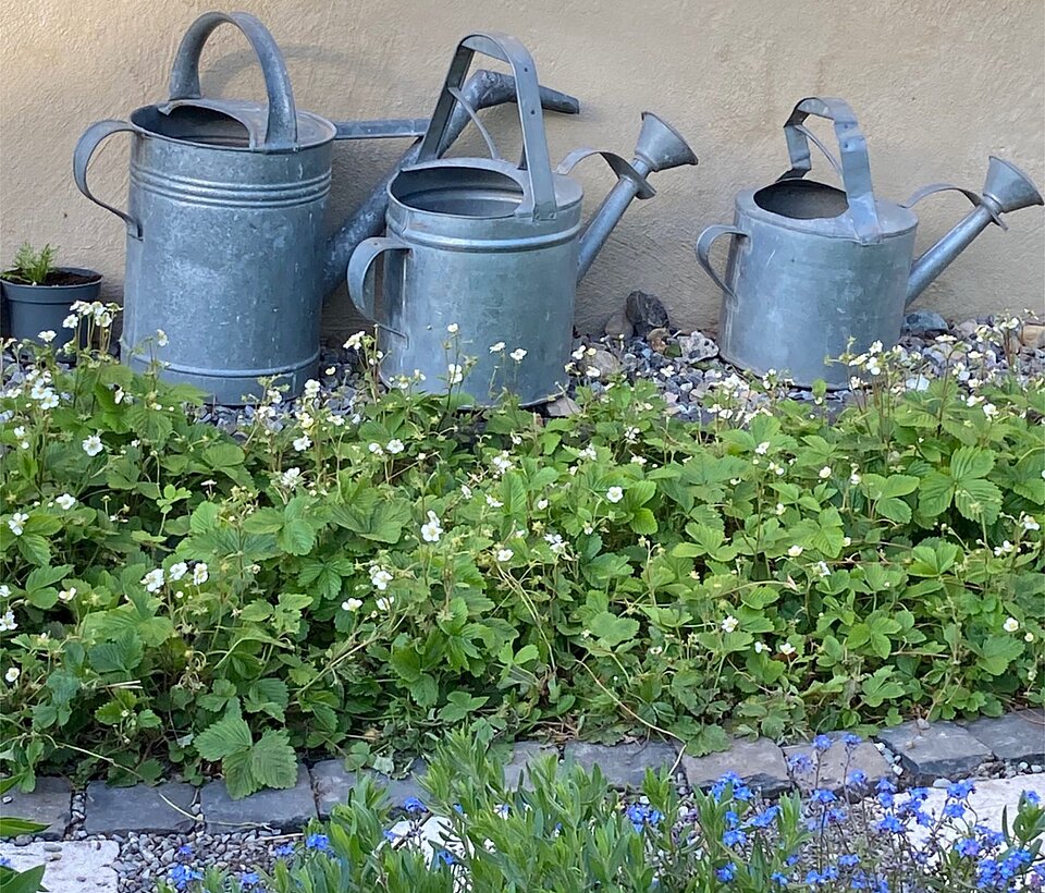 Gießkannen hinter Kräuterbeet Drei Gießkannen stehen hinter einem Kräuterbeet