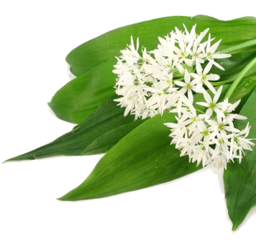 Bärlauch mit Blüten Frische Bärlauchblätter mit weißen Blüten