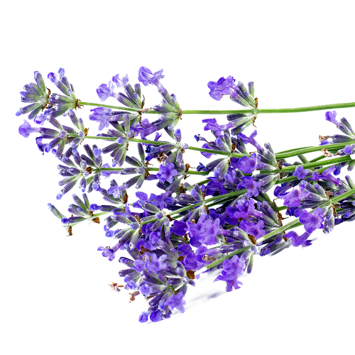 Lavendel Blüten Blühende Lavendelzweige in kräftigem Violett