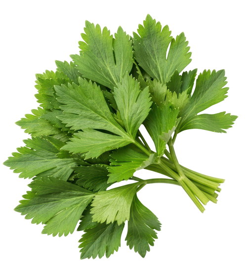 Liebstöckel Bild eines Bund Liebstöckels freigestellt