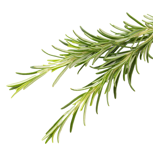 Frischer Rosmarin Frischer Rosmarinzweig mit grünen Nadeln