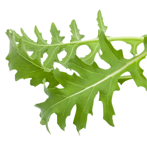 Frischer Rucola Grünes Bund Rucola mit gezackten Blättern